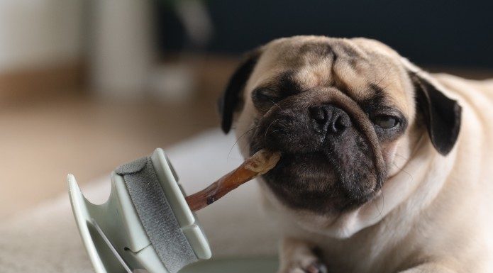 Lunoji Promises To Make Dog Treats Safe And Clean With Chewden Lunoji Promises To Make Dogs Treats Safe And Clean With Chewden